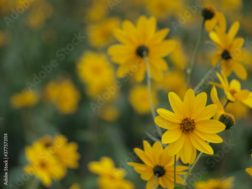 wildflowers