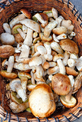 A heap of porcini mushrooms in an old wicker basket.