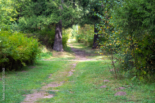 Fototapeta Naklejka Na Ścianę i Meble -  A sandy path in a city park among grass and trees.