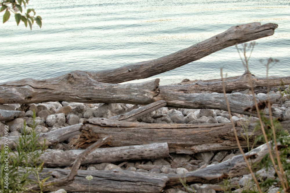 Lake Shore with Deadwood and Stones