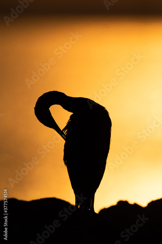 Socotra cormorant preening at sunrise Busaiteen coast of Bahrain