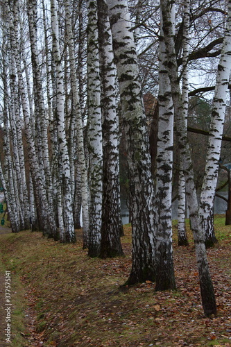 Row of birches  Betula pendula Roth  in the autumn forest