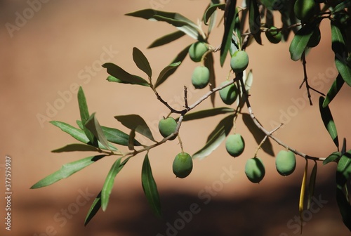 Green Olives Hanging from Olive Tree