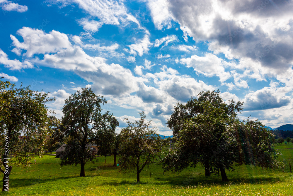 trees and clouds