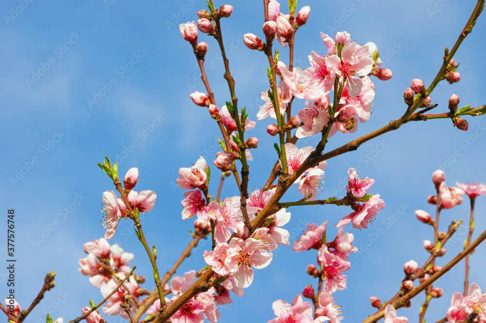 Branches of almond tree with pink flowers against  sky on sunny spring day
