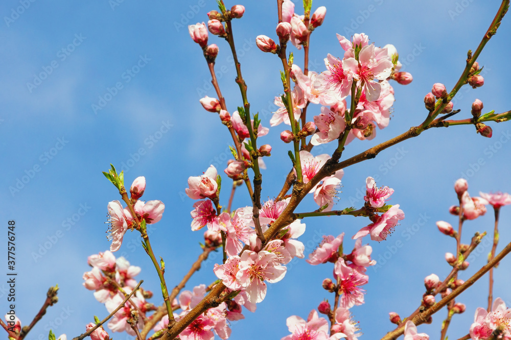 Branches of almond tree with pink flowers against sky on sunny spring day Branches of almond tree with pink flowers against sky on sunny spring day