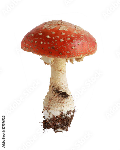 Mushroom fly agaric isolated on a white background