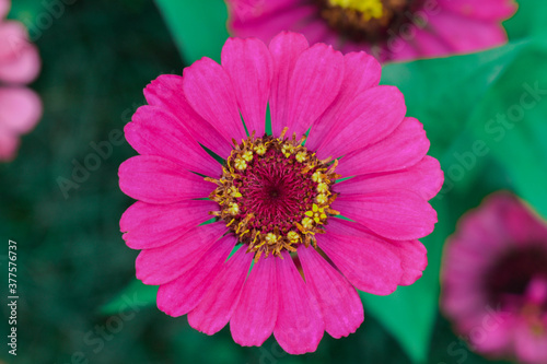 close up of pink flower