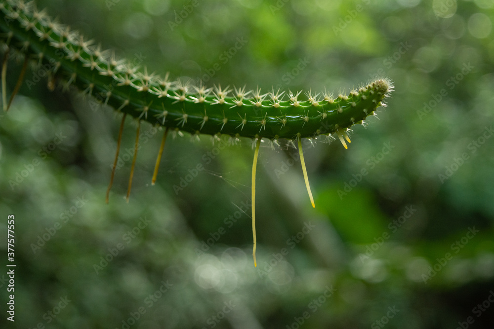 Naklejka premium la sidra