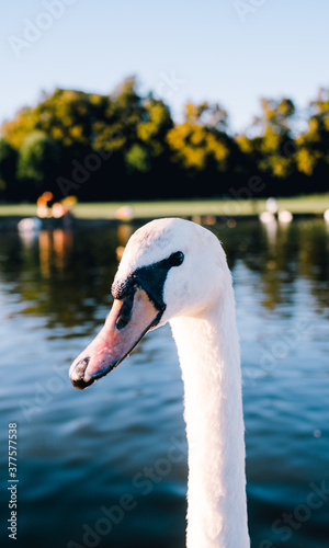 Fototapeta Naklejka Na Ścianę i Meble -  Selective focus of white swan with sunlight on lake 