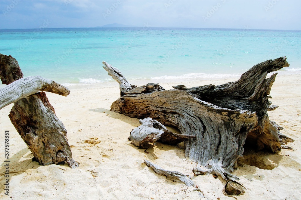 Driftwood on the white sands of Phi Phi Island beach, Krabi, Thailand