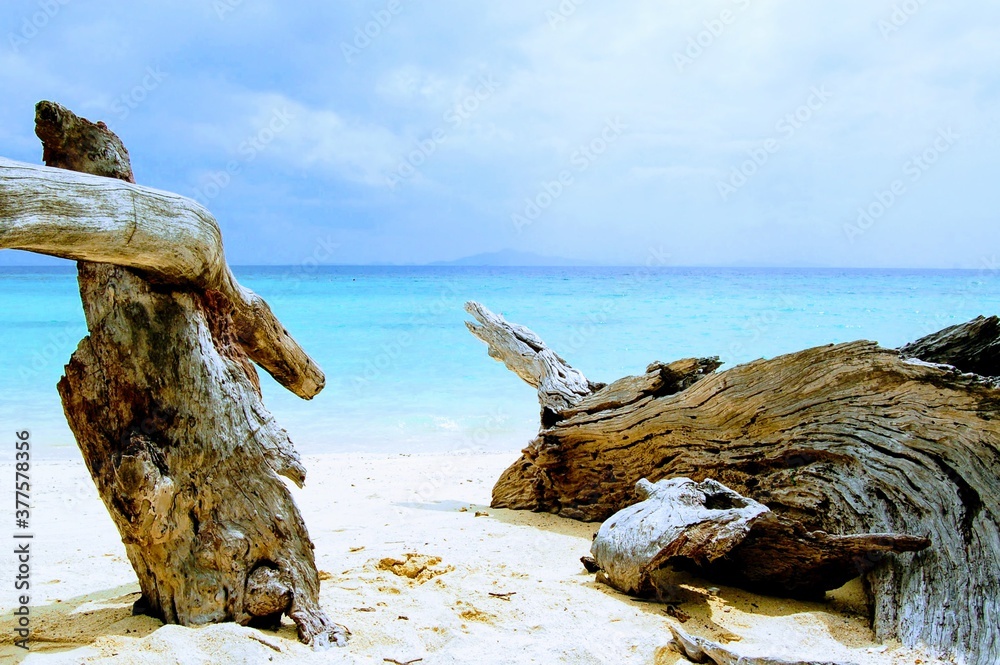 Driftwood on the shores of Phi Phi Island beach, Krabi, Thailand