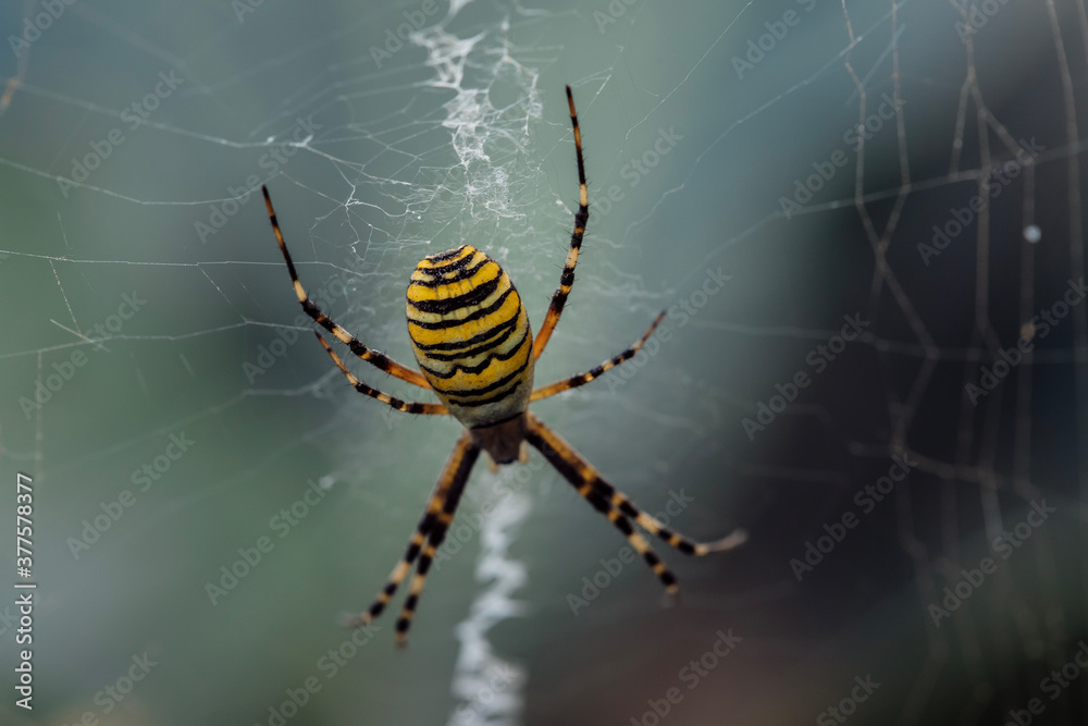 Large striped yellow and black spider on its web