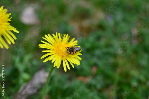 Bee on the dandelion