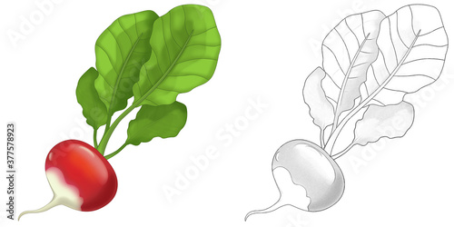 cartoon sketch scene vegetable looking radish salad illustration photo