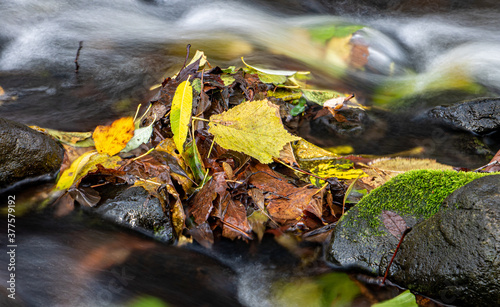 Water flows quickly around the stone with fallen leaves in the creek. A water cascade in autumn river.