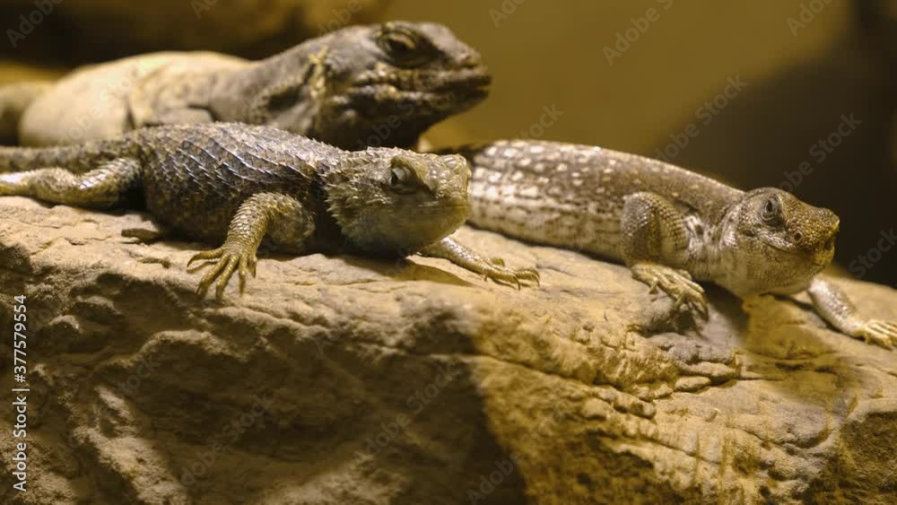 Close up of Three Lizards resting on a rock with rack focus. Close up of Three Lizards resting on a rock with rack focus.