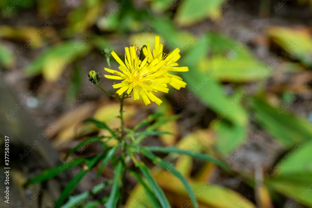 Bright yellow Hieracium flowers in the forest. Bright yellow Hieracium flowers in the forest.