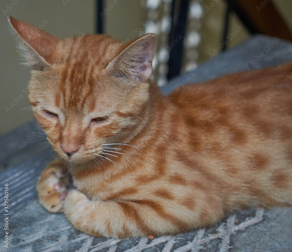 Domestic Indian striped kitten. Cute young cat isolated with their original background. Indoor pets, veterinary and advertising concept. Detailed outdoor close-up. Domestic Indian striped kitten. Cute young cat isolated with their original background. Indoor pets, veterinary and advertising concept. Detailed outdoor close-up.