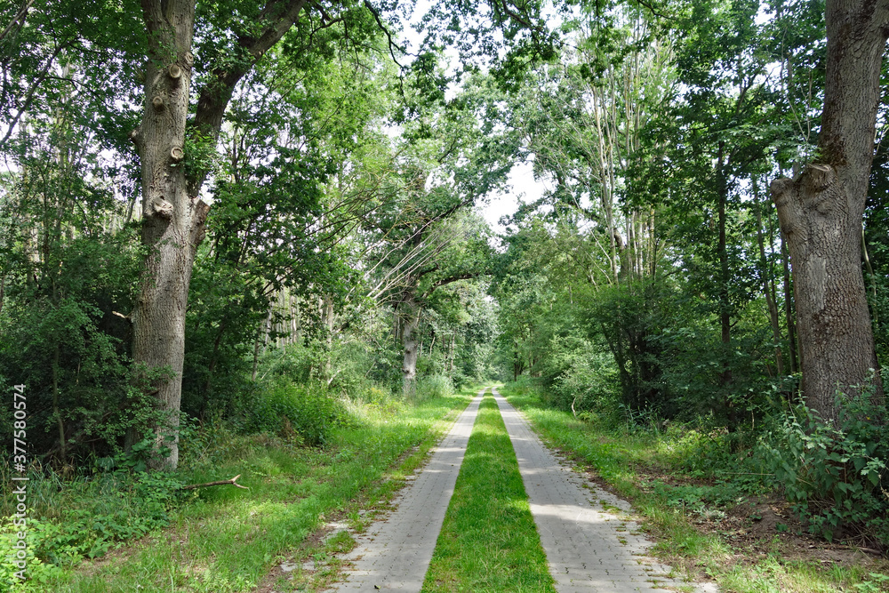 Radweg bei Bad Wilsnack in der Prignitz Radweg bei Bad Wilsnack in der Prignitz