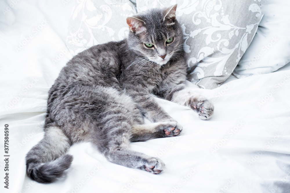 Gray tabby cat with yellow-green eyes lying on the bed. White background