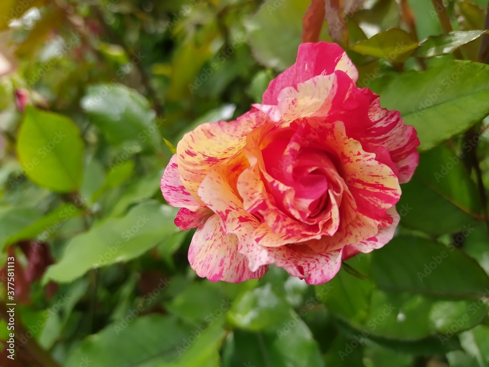 Beautiful and Natural Elegant Flowers you must look at Beautiful and Natural Elegant Flowers you must look at