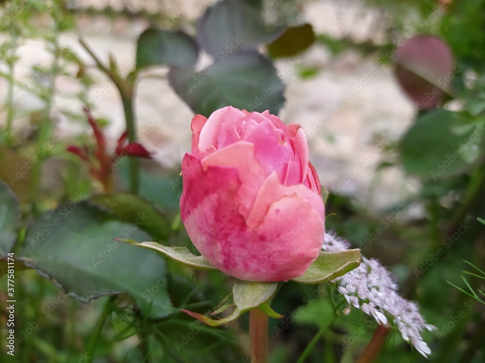 Beautiful and Natural Elegant Flowers you must look at