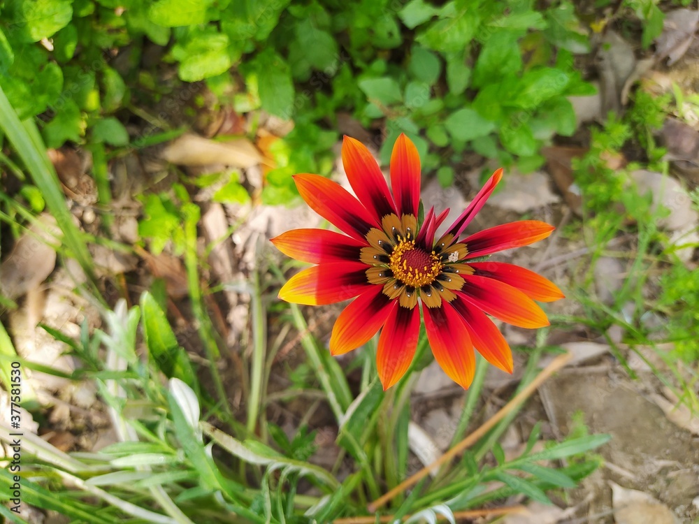 Beautiful and Natural Elegant Flowers you must look at Beautiful and Natural Elegant Flowers you must look at