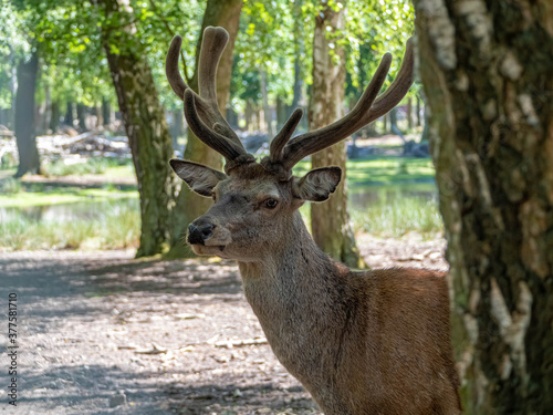 Hirschbock versteckt sich hinterm Baum
