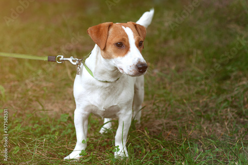 Jack Russell Terrier dog walking on leash on the grass