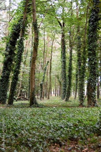Fototapeta Naklejka Na Ścianę i Meble -  bory, drzew, charakter, drzew, krajobraz, zieleń, drewna, sosna, drewna, lato, park, bagażnik, słońce, jesienią, okolica, las, gras, brzoza, iskra, feuille, droga, außenaufnahme, 