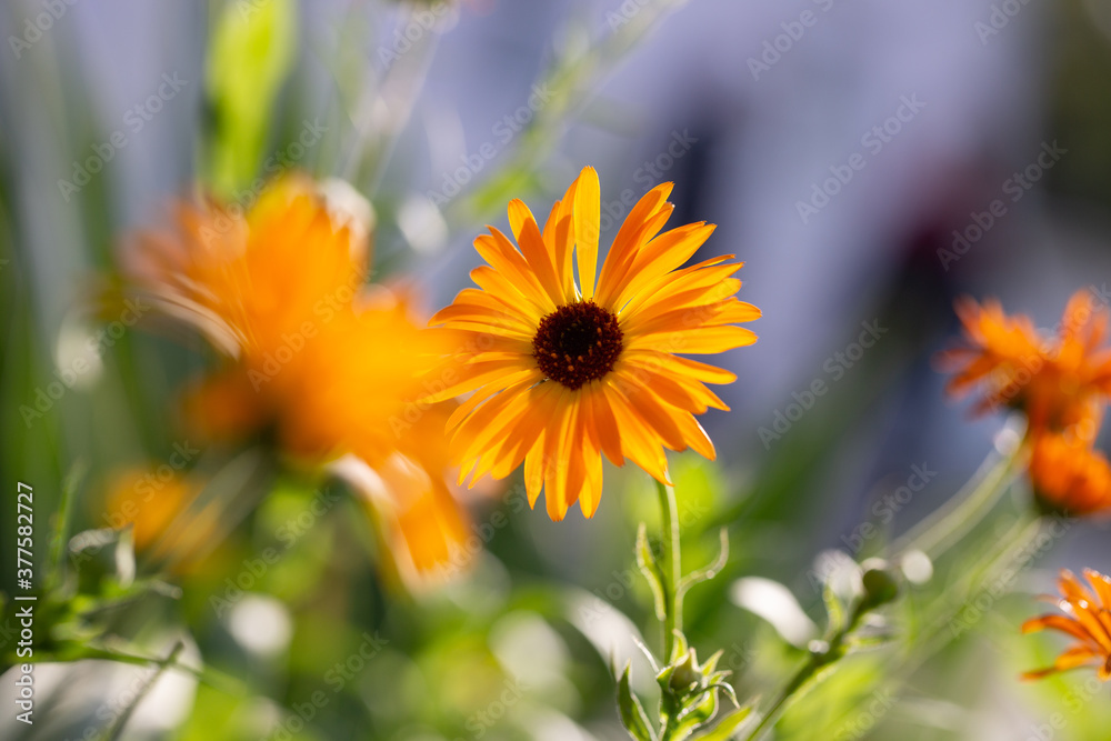 Obraz premium Orange calendula blooms