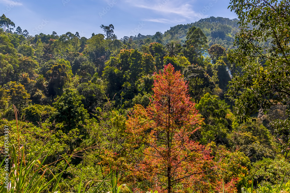 A view across jungle canopy near Nuwara Eliya in Sri Lanka, Asia