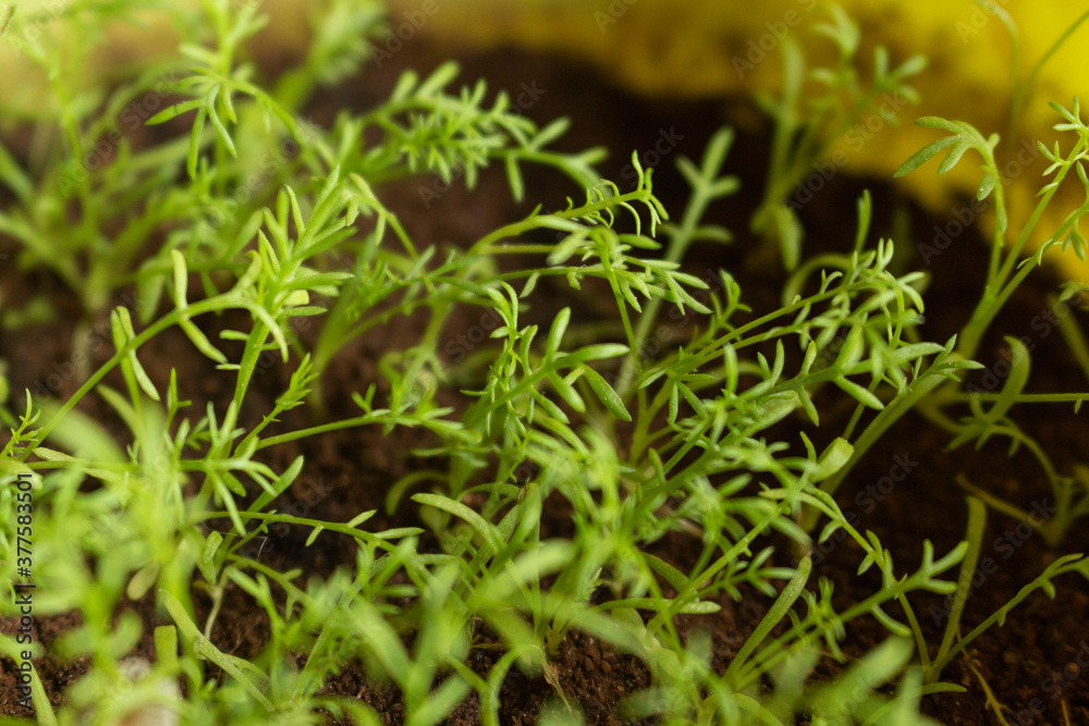 Manzanilla, brotes, plantas, germinados, huerta Manzanilla, brotes, plantas, germinados, huerta
