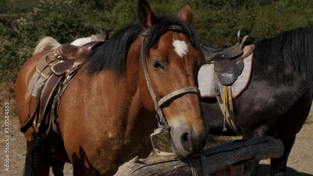 herd of horses are tethered in a parking lot in the Crimea mountains herd of horses are tethered in a parking lot in the Crimea mountains