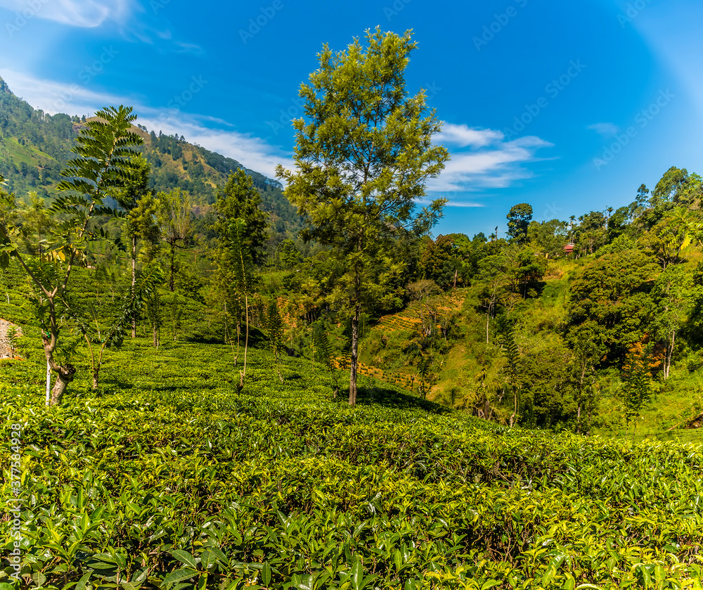 A view across tea bushes in upland tea country in Sri Lanka, Asia