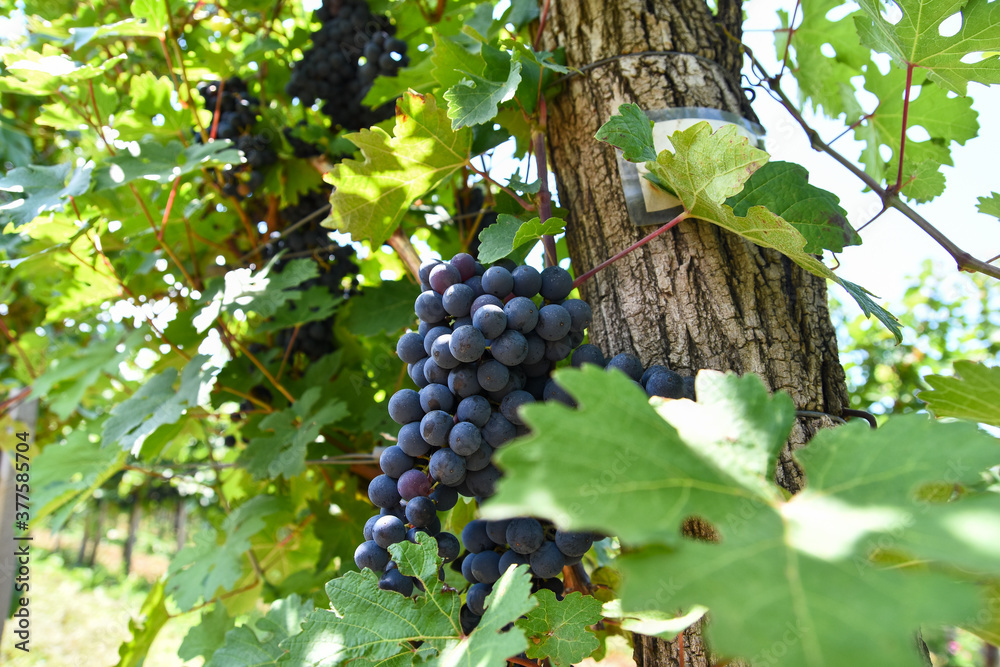 Grapes on vineyard. Red wine grapes in a wineyard before harvest in late autumn