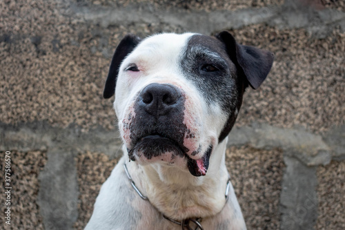 Pitbull mestizo de color blanco y negro| Pitbull half-breed black and white