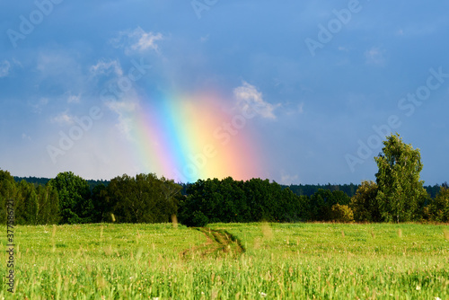 Bright rainbow column over a green field and forest. Rainbow after the rain.