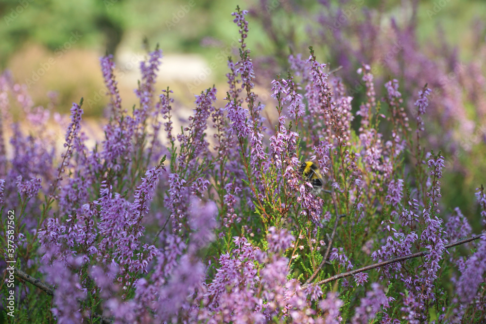Obraz premium Heather flowers in summer forest with a bee collecting pollen. Closeup Selective focus. Natural background.