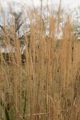 Grasses. Closeup view of golden Miscanthus sinensis Gracillimus, also known as Maiden grass, growing in the garden.
