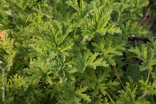 Fragrant flora. Natural texture and pattern. Closeup view of Pelargonium citronella  also known as Scented Geranium  beautiful green leaves foliage  growing in the garden.