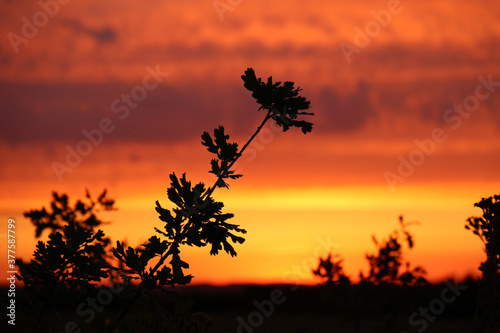 Dystopian, Vibrant summer sunset with silhouette of wild flowers, depicting heat, warmth, and the effects of an overheating planet / global warming. Silhouette with horizon and textured clouds.