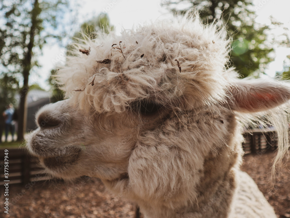 South American Camelid Domesticated by the Andes. South American Camelid Domesticated by the Andes.
