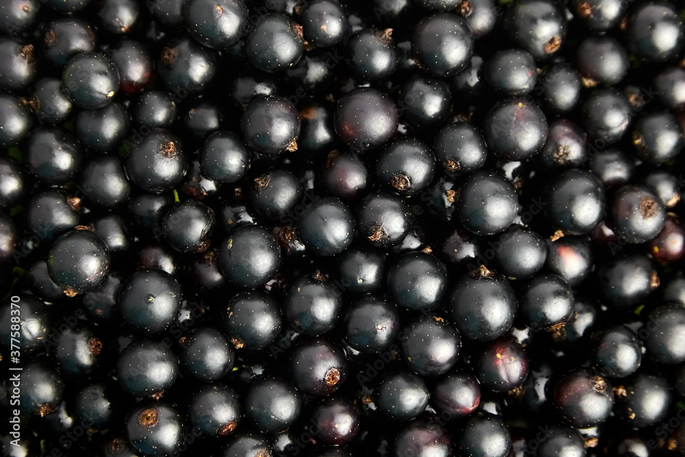 Ripe black currant berries food background Ripe black currant berries food background