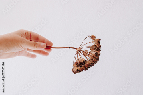 Close up of woman's hand holding dry plant