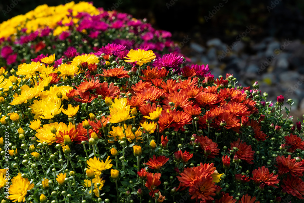 Closeup of Colorful Fall Chrysanthemums in Full Bloom