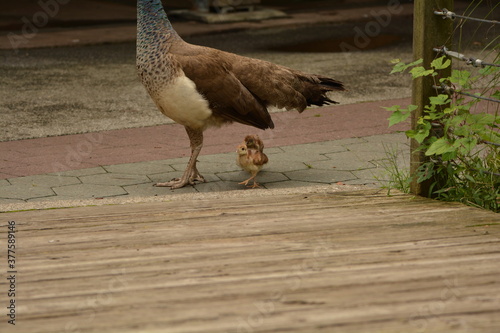 BABY PEACOCKS FOLLOWING MOM