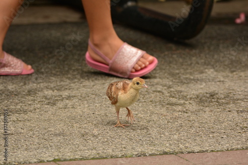BABY PEACOCK EXPLORING 