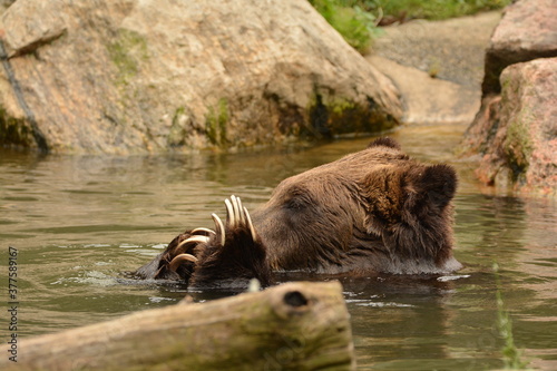SWIMMING ASIAN BEAR 